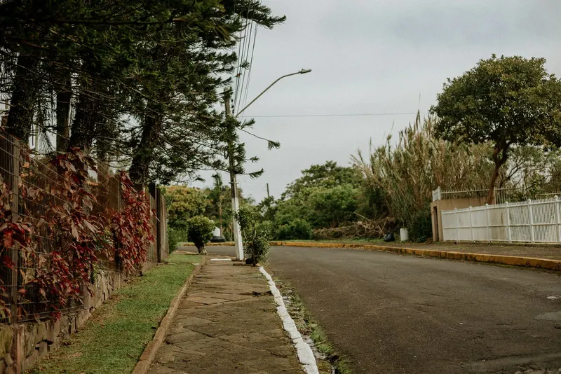 Quiet tree-lined residential street in the early morning